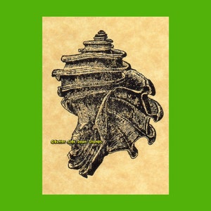 May include: A black and white illustration of a seashell on a beige background. The text "Butter Side Down Stamps" is in the bottom left corner of the image.