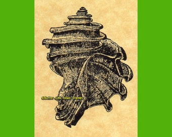 Ecphora Fossil Shell Rubber Stamp