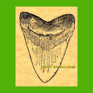 Grote rubberstempel Carcharodon Megalodon-tand (uitgestorven grote witte haai)