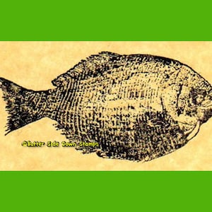 May include: A black and white illustration of a fish on a beige background. The fish is facing to the right and has a detailed, textured pattern. The text "Butter Side Down Stamps" is in the lower left corner of the image.