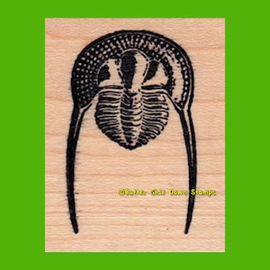 Trinucleus Fossil Trilobit Stempel