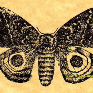 Io Moth Rubber Stamp image 2