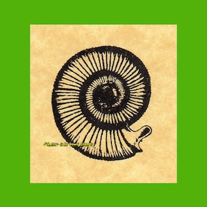 Perisphinctes Ammonite Rubber Stamp