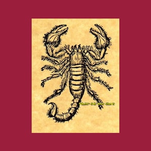 Pieczątka gumowa „Skorpion pustynny”