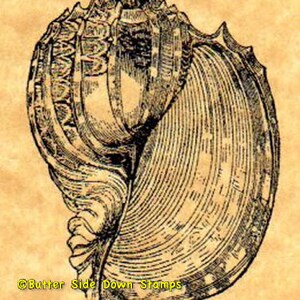 May include: A detailed black and white illustration of a seashell with intricate patterns and a textured surface.