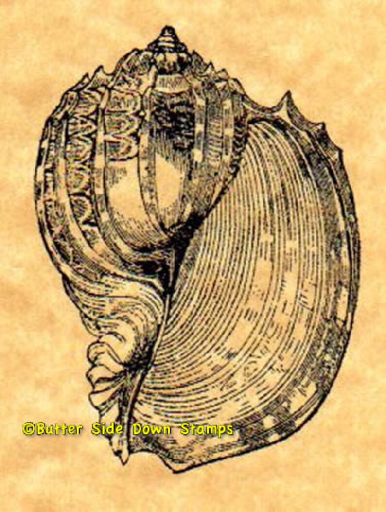 May include: A detailed black and white illustration of a seashell with intricate patterns and a textured surface.