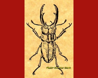 Stag Beetle Rubber Stamp