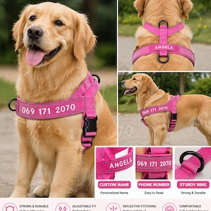 May include: A golden retriever wearing a bright pink dog harness. The harness has a black buckle, a sturdy ring, and the phone number "069 171 2070" printed on it. The name "ANGELA" is also visible. The harness is designed for comfort and safety.