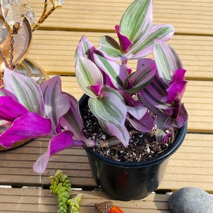 Op de afbeelding: Een Tradescantia plant in een pot met levendige paarse en groen gestreepte bladeren. De plant staat in een zwarte pot, op een houten oppervlak. Extra decoratieve elementen zijn een kleine eikel, stenen en een vetplant.