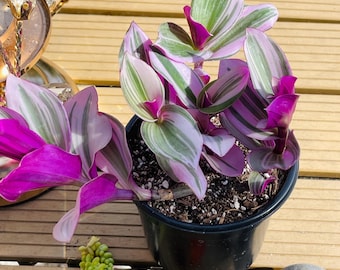 Tradescantia ‘Nanouk’ – Vasos de 5 cm e 10 cm – Planta de interior variegada rosa e roxa