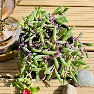 Puede incluir: Una planta suculenta en maceta con hojas verdes y tallos morados. Una pequeña flor rosa y dos piedras están al lado de la maceta. La planta está en una maceta negra sobre una superficie de madera.