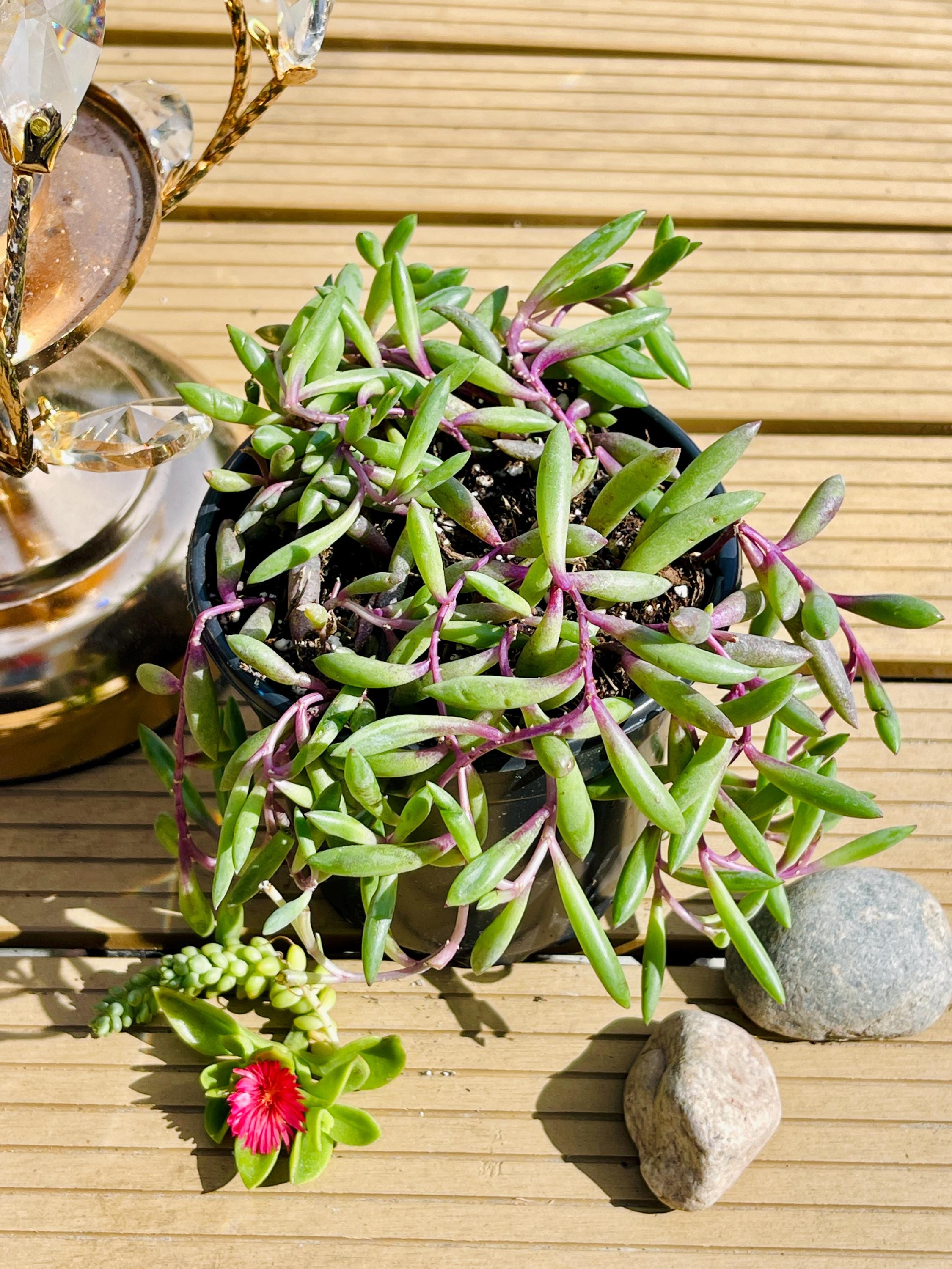 Othonna capensis - Etsy 日本