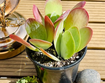 Suculenta tipo pala – Kalanchoe luciae, bordes rojos, forma de roseta, decoración para el hogar de bajo mantenimiento