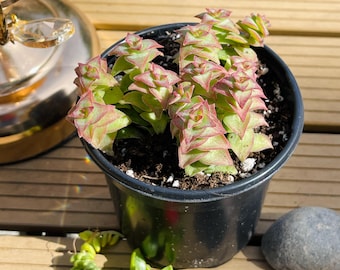 Crassula perforata Variegata – Maceta de 2” y 4” – Suculenta variegada tipo "cadena de botones" – Suculenta apilada de color rosa y verde