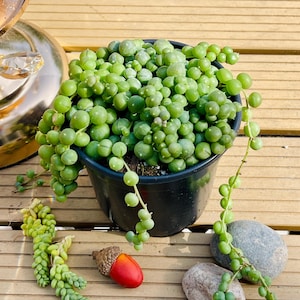 May include: A String of Pearls succulent plant in a black pot. The plant features cascading stems of small, round, green, pearl-like leaves. The pot sits on a wooden surface, with decorative rocks and an acorn nearby.