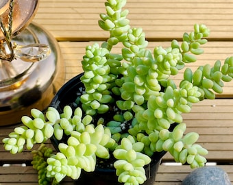 Sedum morganianum (Suculenta Cola de Burro) – Maceta de 5 cm y 10 cm – Planta colgante con forma de cola de burro