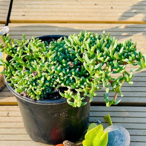 May include: A vibrant green succulent plant in a black plastic pot. The plant has small, fleshy leaves and is overflowing from the pot. The pot is sitting on a wooden surface, with a few small rocks and leaves visible.