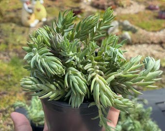 Świerk kłujący Sedum 4" doniczka | Żywy sukulent