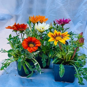 Mixed Gazania Plants | Orange, Yellow, Cream, Pink African Daisy | 4 Inch Pots