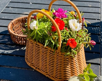 Portulaca Moss Rose Cuttings or Basket, Flowering Succulent