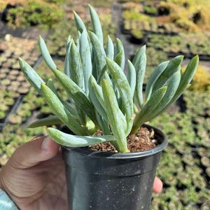 May include: A potted succulent plant with blue-green, finger-like leaves. The plant is in a black plastic pot, held by a person. The background shows other plants in a nursery setting.