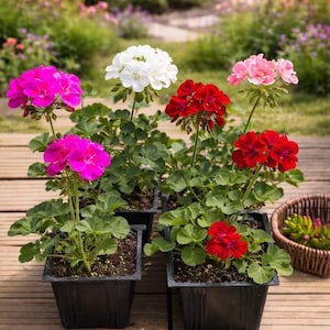 May include: Four black square plastic pots containing geranium plants with vibrant flowers in shades of bright pink, pure white, deep red, and soft light pink, each featuring rounded green leaves and upright stems on a wooden surface.