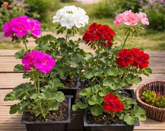 Live Geranium Plants: Red, White, Pink Blooms for Garden Patio Container