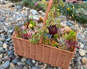 Handgemaakt mandarrangement met sappige planten: levende planten, onderhoudsvriendelijk interieur