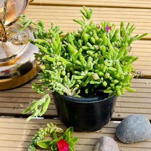 May include: A vibrant green succulent plant in a black pot, set on a wooden deck. The plant has finger-like leaves and a small pink flower. Decorative rocks and a succulent cutting are also present.