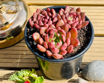 Suculenta Echeveria 'Pink Ruby' - Maceta de 2" y 4" - Echeveria rara