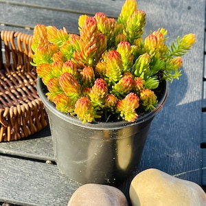May include: A potted succulent plant with vibrant green, yellow, and red foliage. The plant is in a black plastic pot, sitting on a wooden surface. Two smooth, light-colored stones are in the foreground, with a wicker basket partially visible.