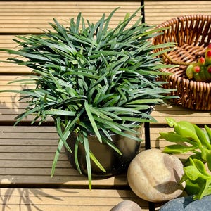 May include: A lush green plant with long, slender leaves in a black pot. The plant sits on a wooden deck, with a woven basket and decorative stones nearby. The plant's vibrant green color contrasts with the dark pot and the natural wood tones.