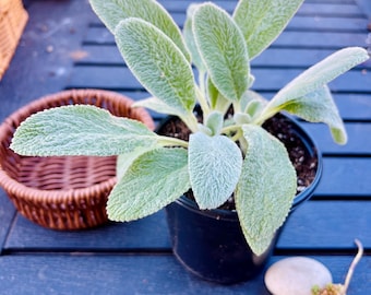 Lamb’s Ear Plant 4 Inch Pot, Soft Silver Foliage, Live Plant