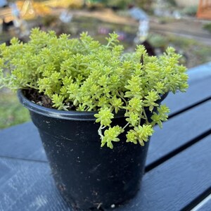 Sedum de corail citron en pot de 4 pouces