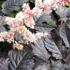 May include: A flowering plant featuring tall, plume-like clusters of small, pale pink blossoms that extend outward. The plant is surrounded by dense, deeply serrated foliage in a dark, rich purple-black hue with prominent veining throughout.