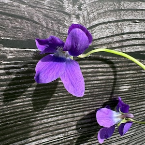 May include: Close-up of two vibrant purple violets with green stems against a dark, textured wooden background. The flowers have delicate petals and a contrasting white and purple center, showcasing natural beauty.