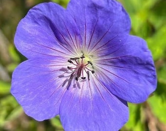 Geranium Orion | Orion Cranesbill | 1 gallon | USDA Zones 4-8