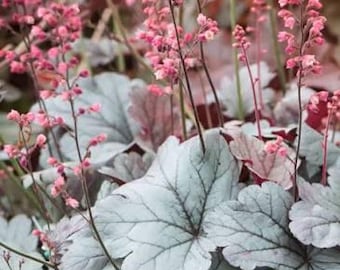 Heuchera Silver Gumdrop | Coral Bells | 1 gallon | USDA Zones 5-9