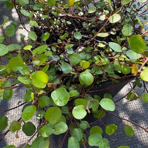 May include: A Muehlenbeckia complexa plant, commonly known as maidenhair vine, featuring a dense network of thin, dark reddish-brown stems and numerous small, rounded, vibrant green leaves that are arranged alternately along the wiry branches.
