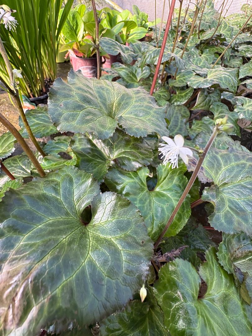 Evergreen Beesia, False Bugbane | Beesia Deltophylla | 1 Gal | Shade ...
