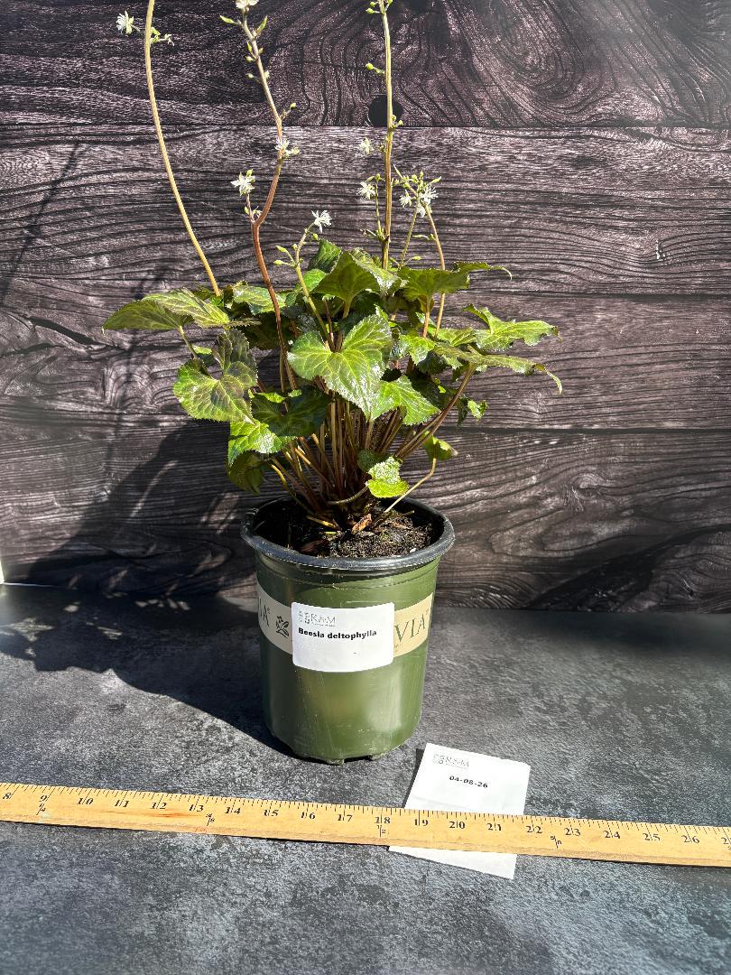 Evergreen Beesia, False Bugbane | Beesia Deltophylla | 1 Gal | Shade ...