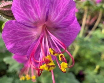 Geranium Bevan’s Variety Cranesbill | Geranium Bevan’s Variety | 1 gal | Hardy Flowering Groundcover | Zones 4-8