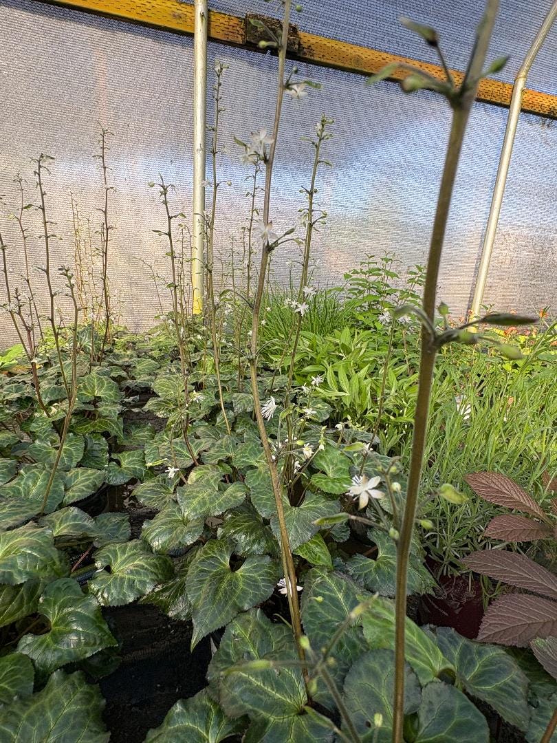 Evergreen Beesia, False Bugbane | Beesia Deltophylla | 1 Gal | Shade ...