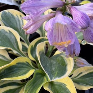 May include: A Hosta plant featuring broad, heart-shaped leaves with dark green centers and wide, creamy yellow margins. Several trumpet-shaped, light purple flowers with delicate darker purple veining and bright yellow stamens bloom above the foliage.