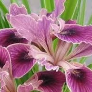 Iris Native Warrior Pacific Coast Native Iris | 1 gal | Compact Native | USDA Zones 7-10