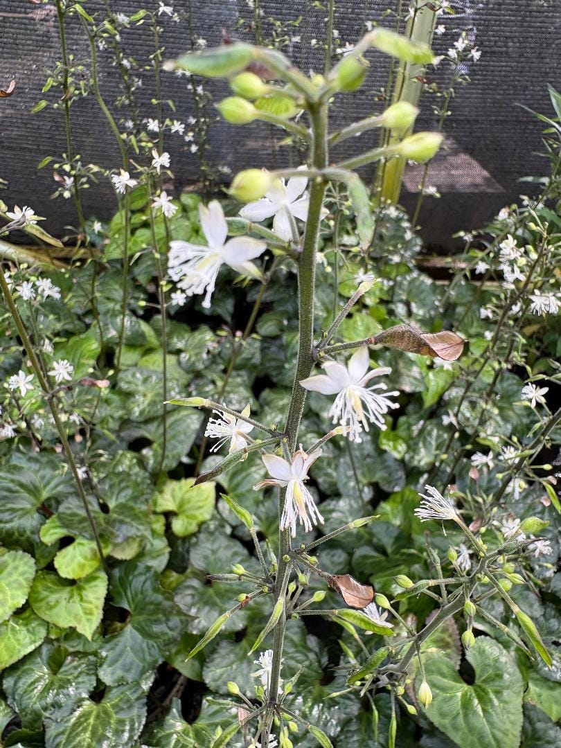 Evergreen Beesia, False Bugbane | Beesia Deltophylla | 1 Gal | Shade ...