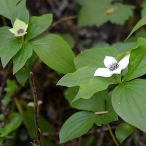 Cornus canadensis | Bunchberry Dogwood | 1 gallon | USDA Zones 2-7