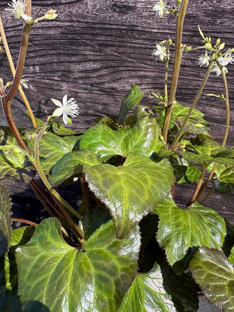 Evergreen Beesia, False Bugbane | Beesia Deltophylla | 1 Gal | Shade ...