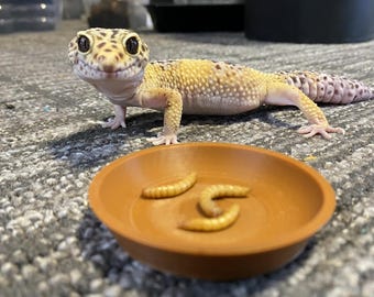 Reptile Feeder Bowl
