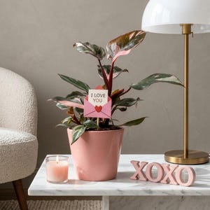 Könnte beinhalten: Eine Topfpflanze mit rosa und grünen Blättern steht auf einem weißen Marmortisch. Eine kleine rosa Karte mit der Aufschrift "I LOVE YOU" steckt im Topf. Eine brennende Kerze und rosa "XOXO"-Buchstaben sind ebenfalls vorhanden.